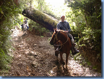 Rider on a mountain tyrail  on a full day ride in Pucon, Chile